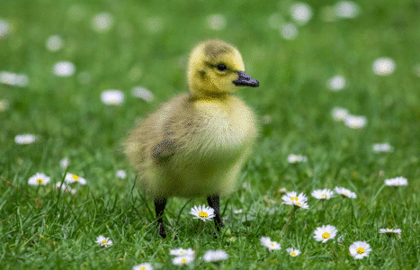 All About Baby Ducks
