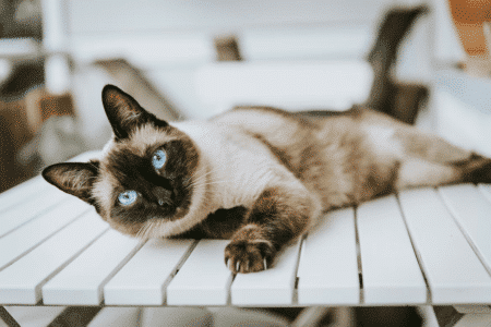 The Truth about Tonkinese Cats