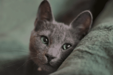 Russian Blue Cat