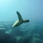 All About Baby Turtles