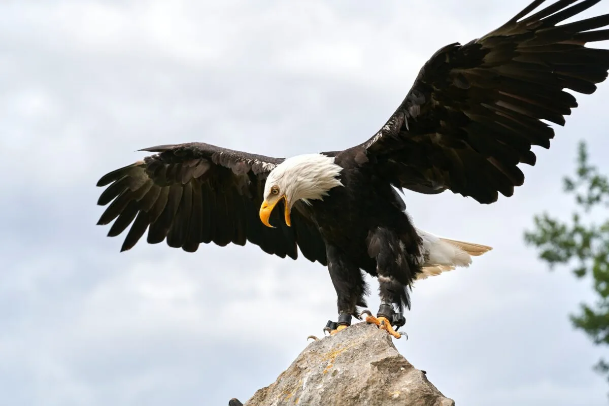 bald eagle vs. andean condor