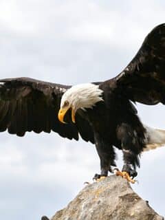 bald eagle vs. andean condor