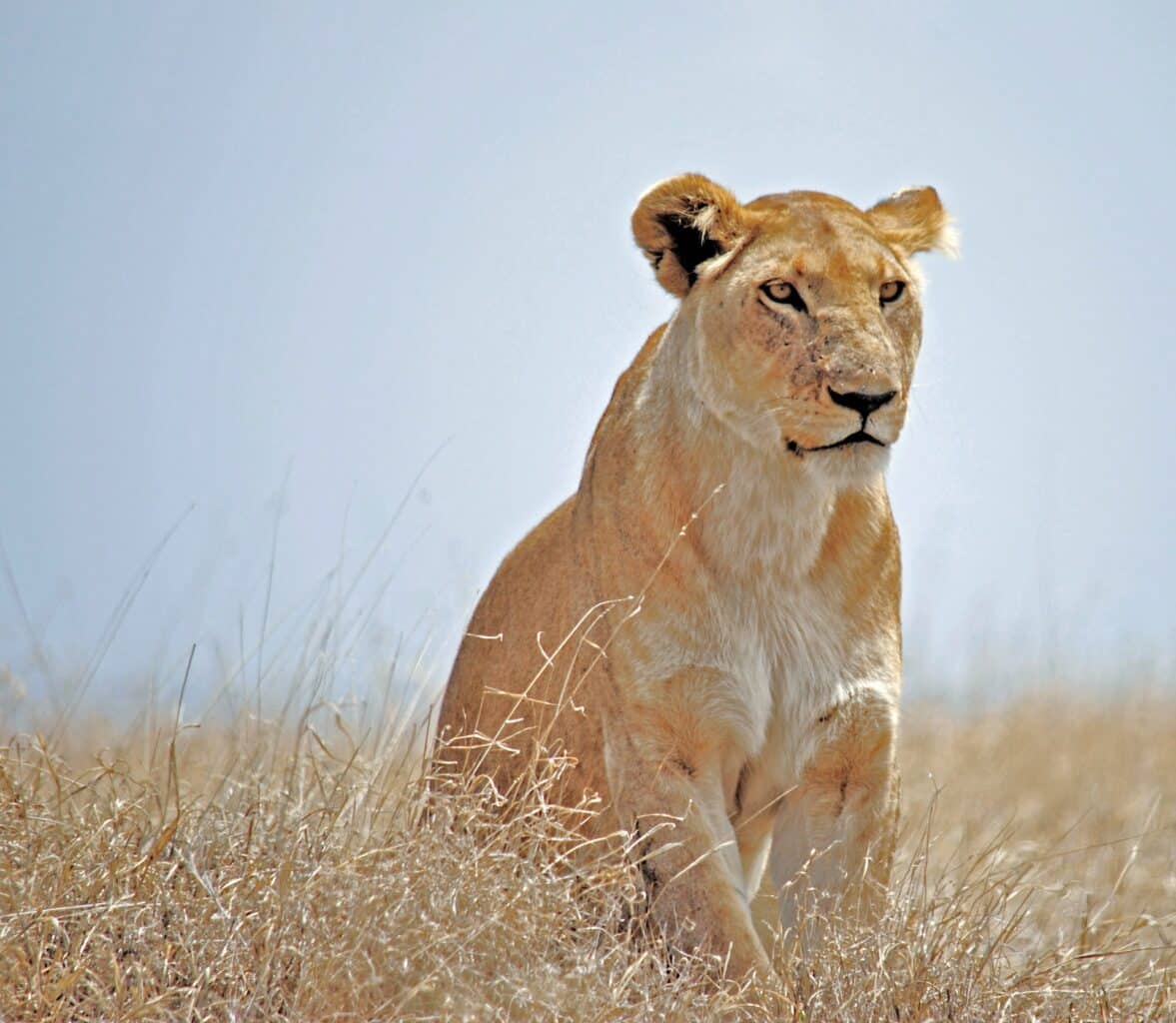 african lion