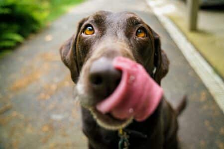Can Dogs Eat Peanuts?
