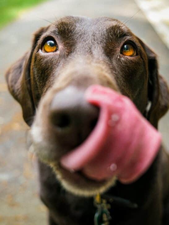 Dogs Cry Tears Of Joy: Explained