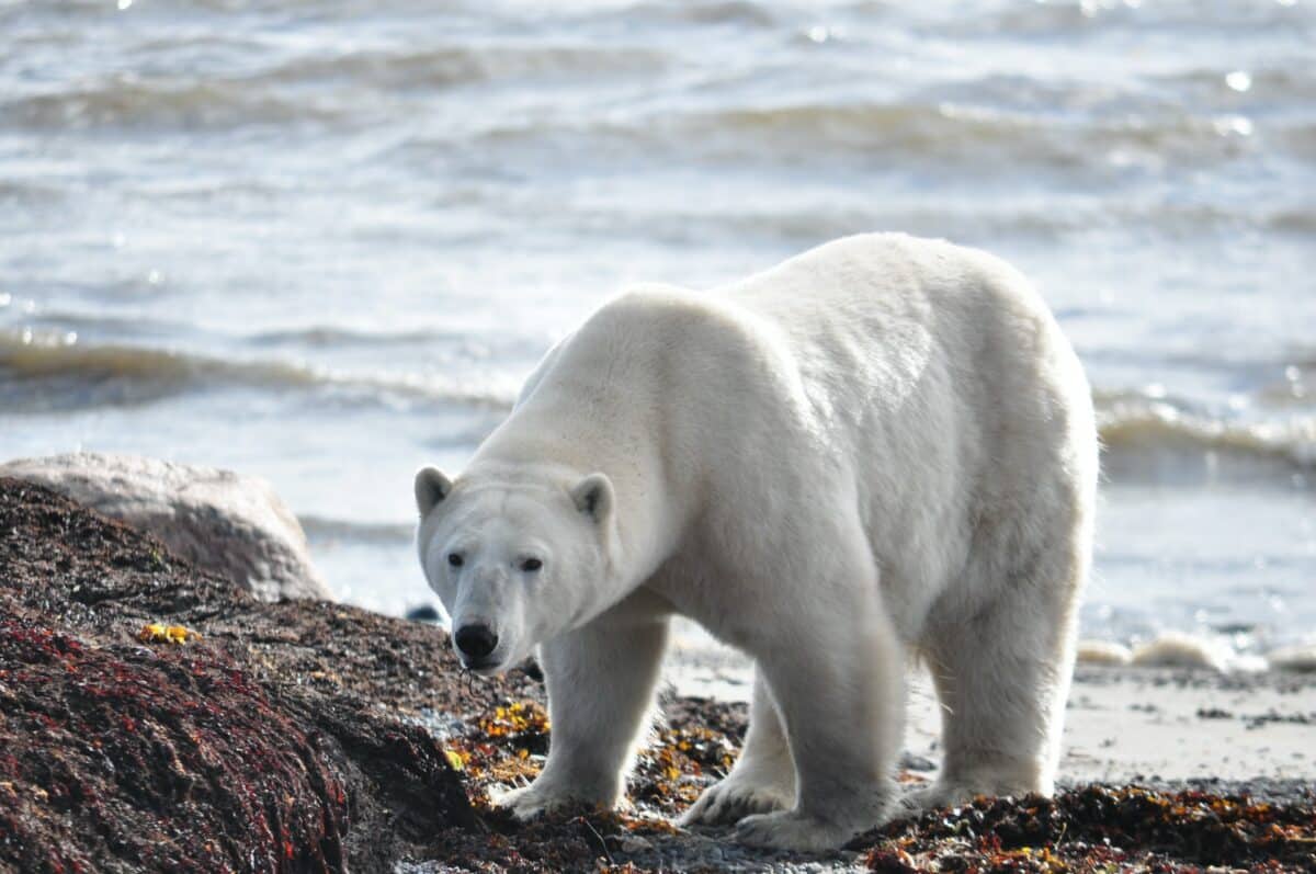 polar bear