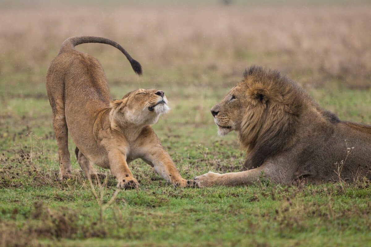siberian tiger vs. african lion