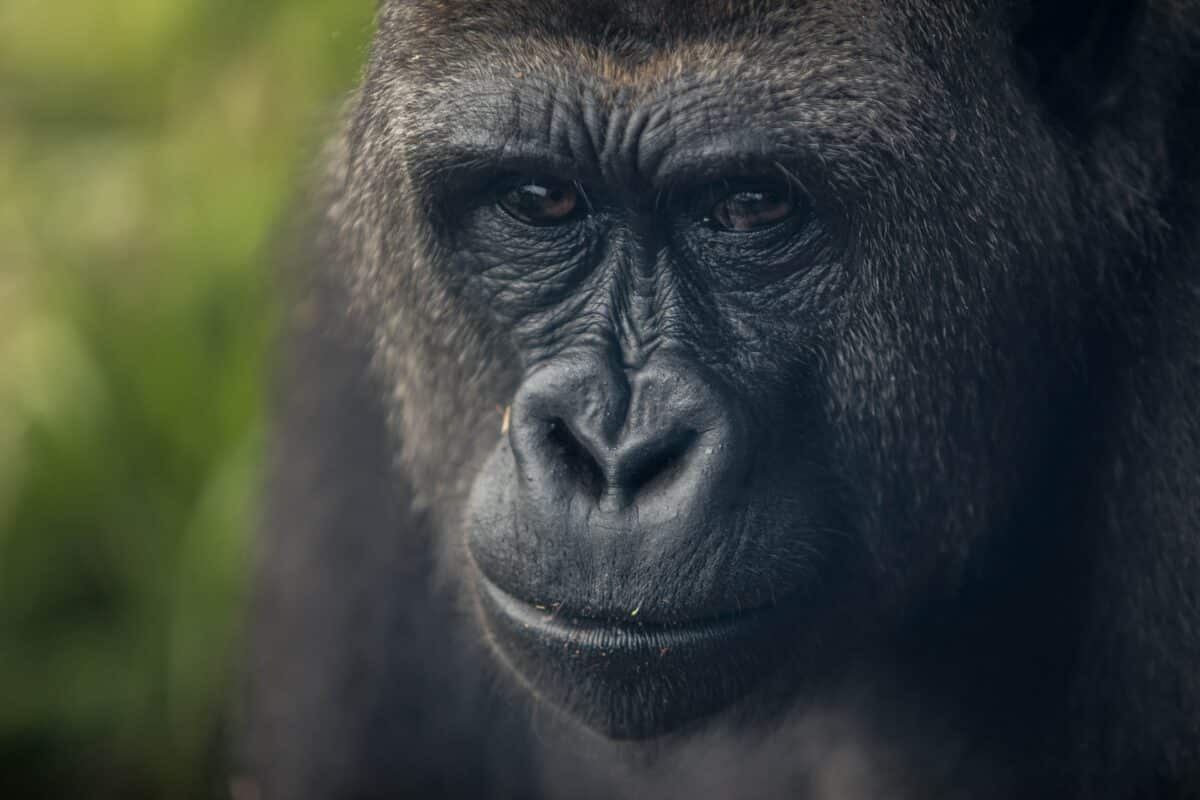 silverback gorilla vs. grizzly bear