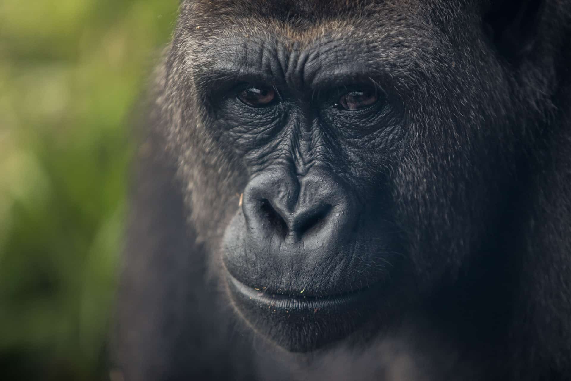 silverback gorilla