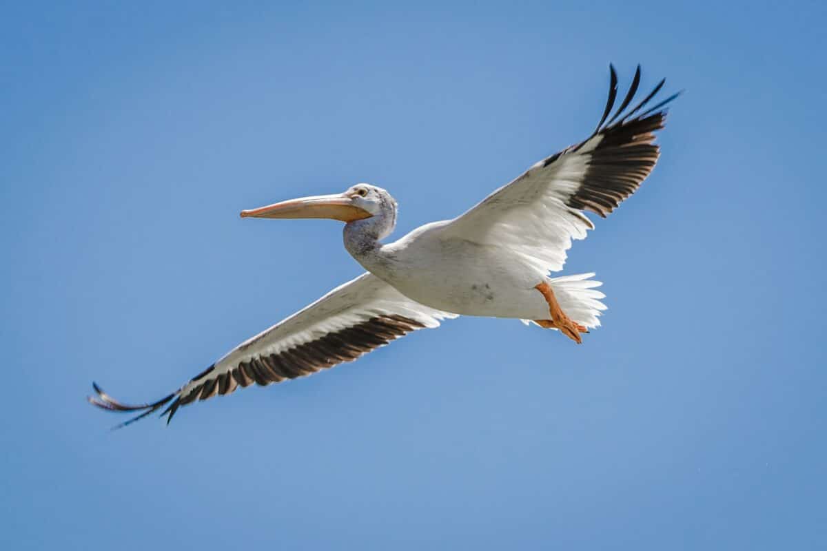 pelican - Biggest flock of migrating birds ever recorded