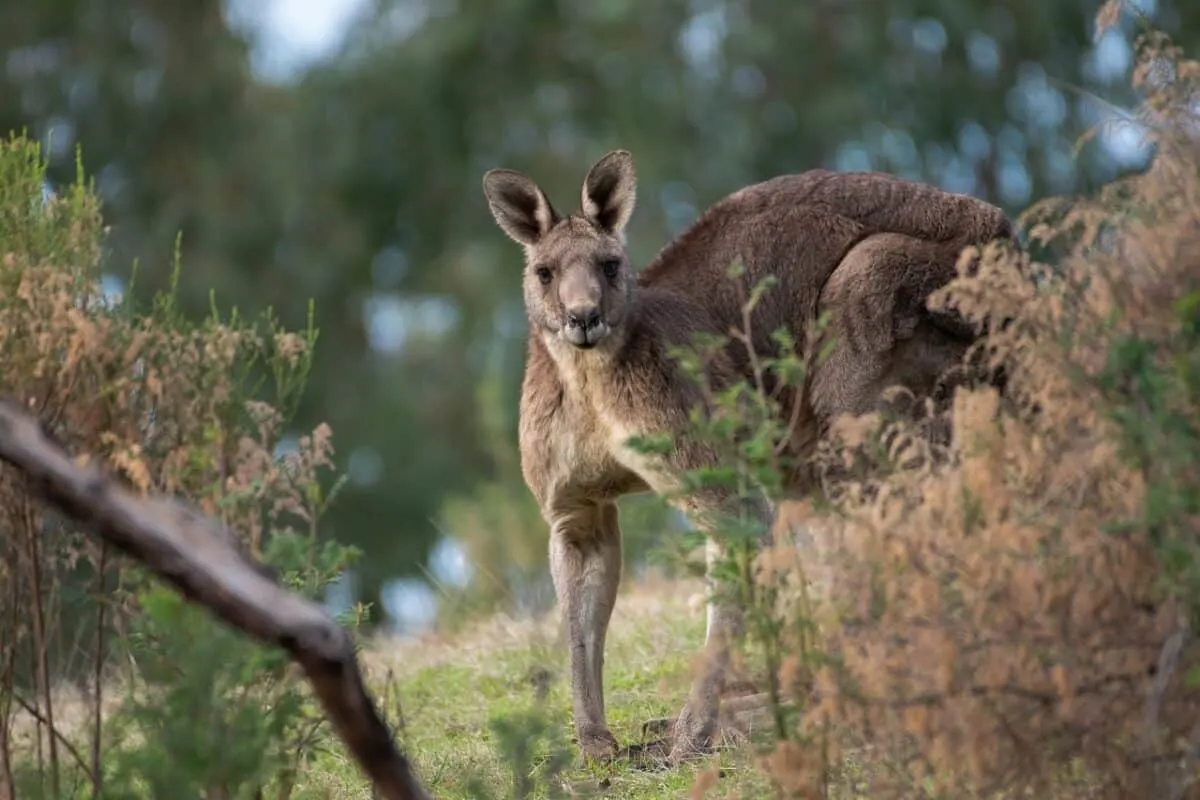 jacked kangaroo