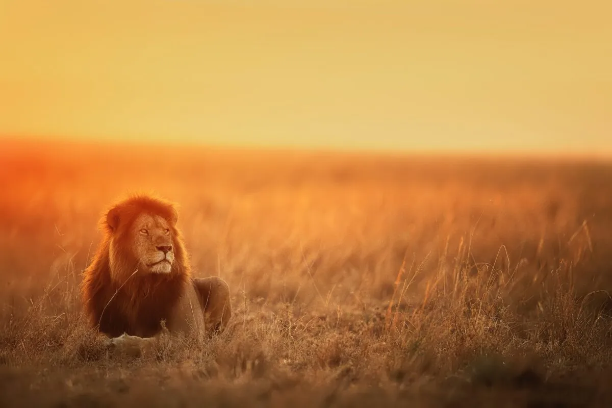 african lion