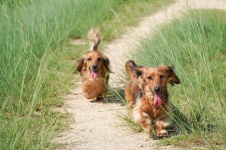 Can a Drug Unlock More Years for Man&rsquo;s Best Friend?