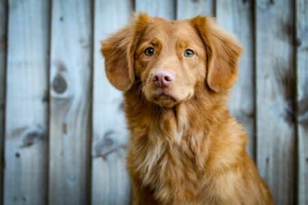 Can Dogs Eat Oranges?