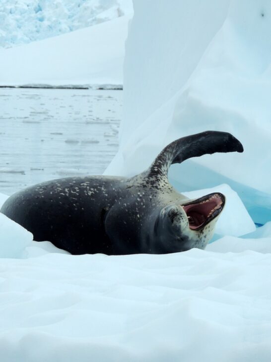 12 Dangerous Animals That Hide in Plain Sight