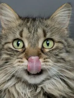 Can Cats Eat Dragon Fruit?