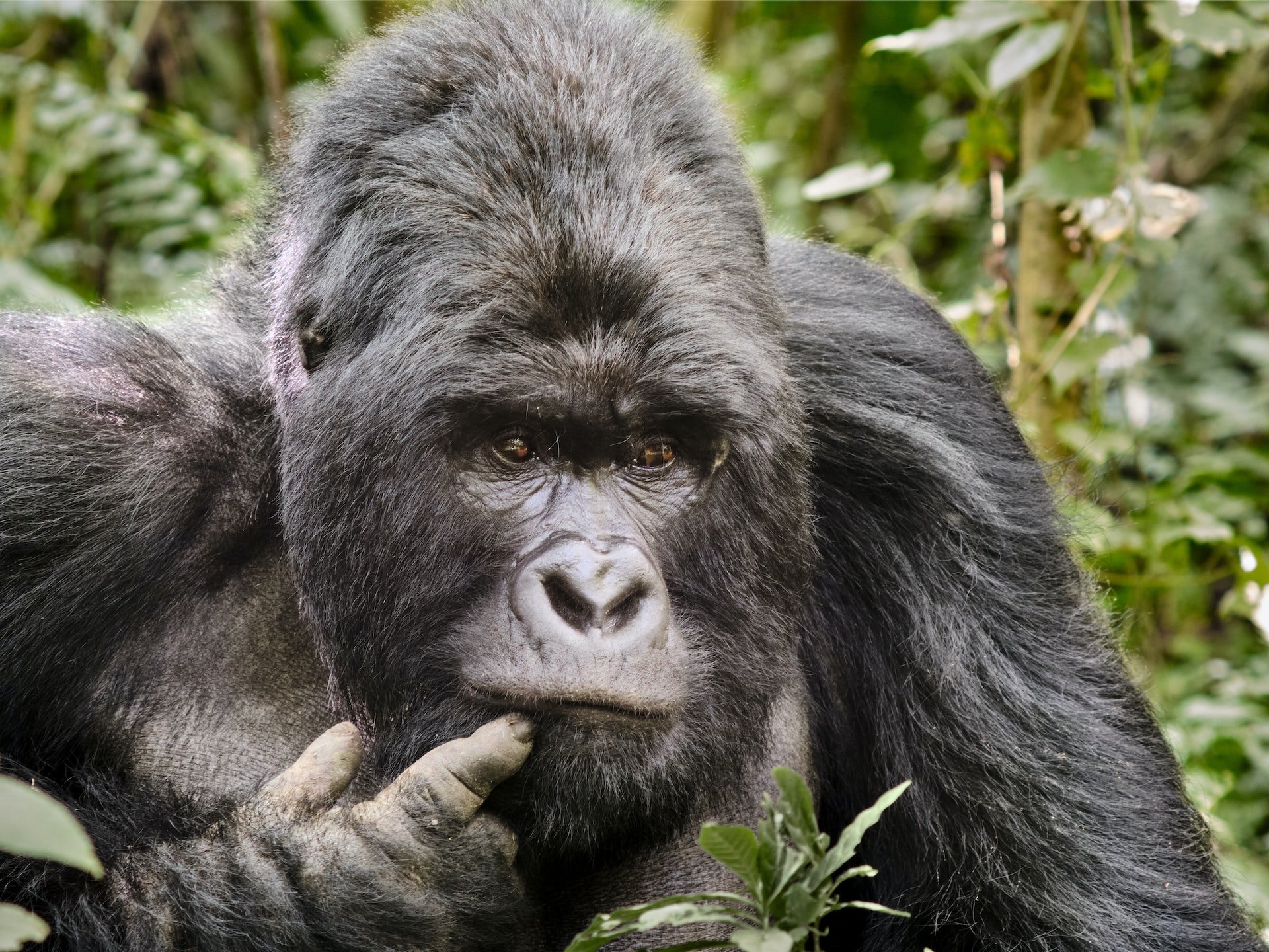 silverback gorilla vs. grizzly bear