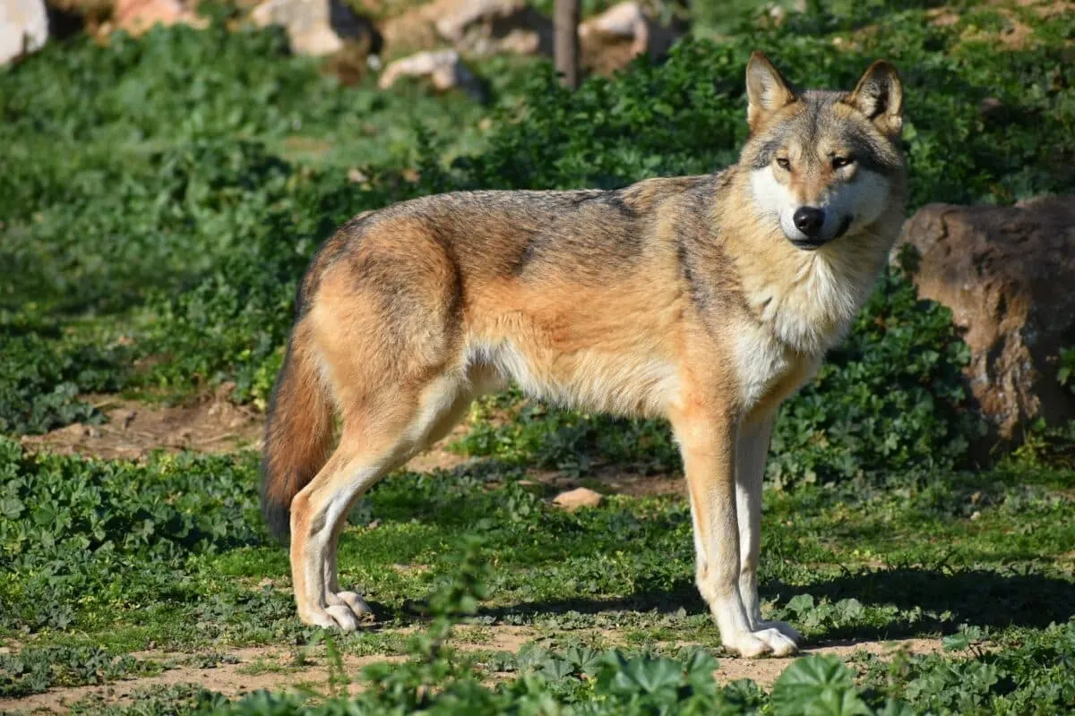 gray wolf