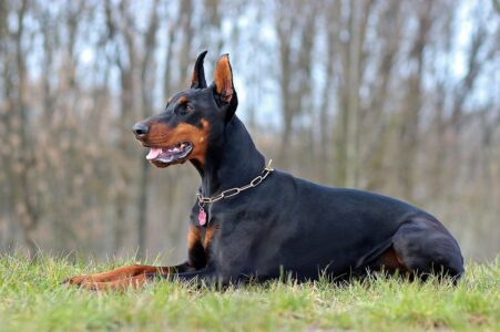 These 15 Dogs Will Stick by Your Side No Matter What