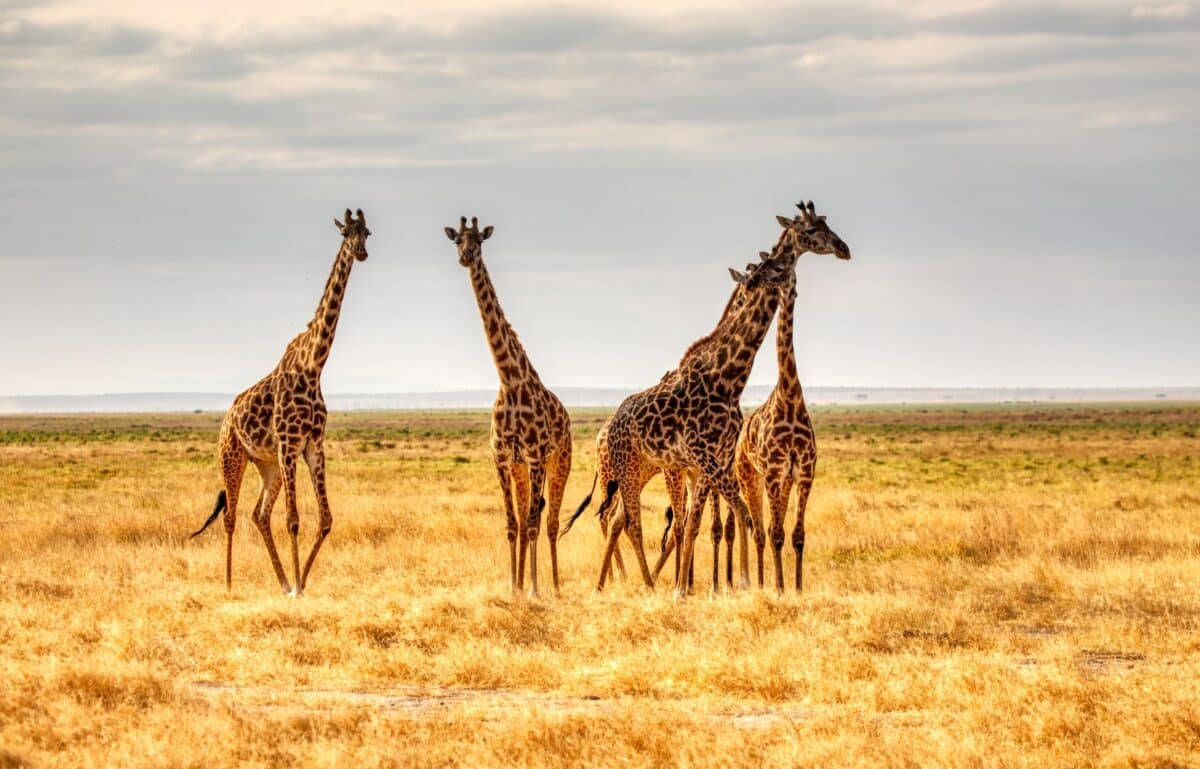 giraffe - Tallest mammal in the world