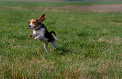 Fast Facts About the Beagle
