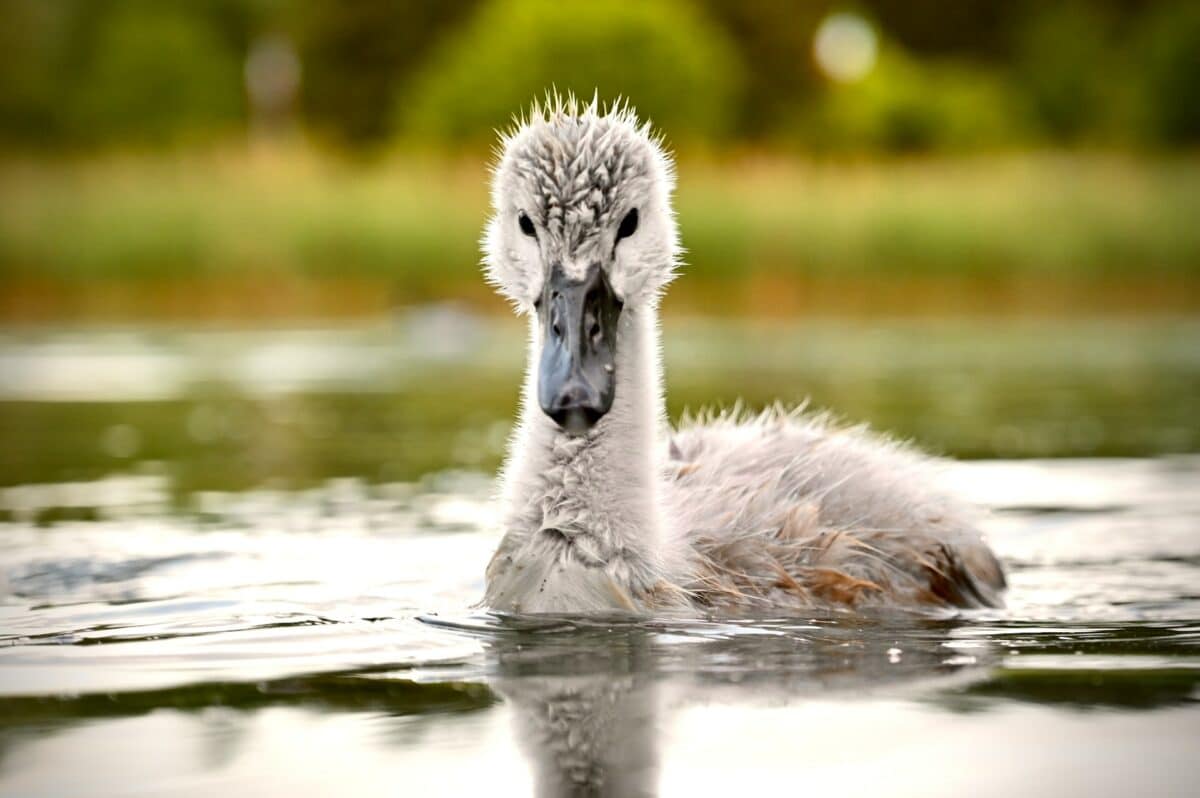 young swan