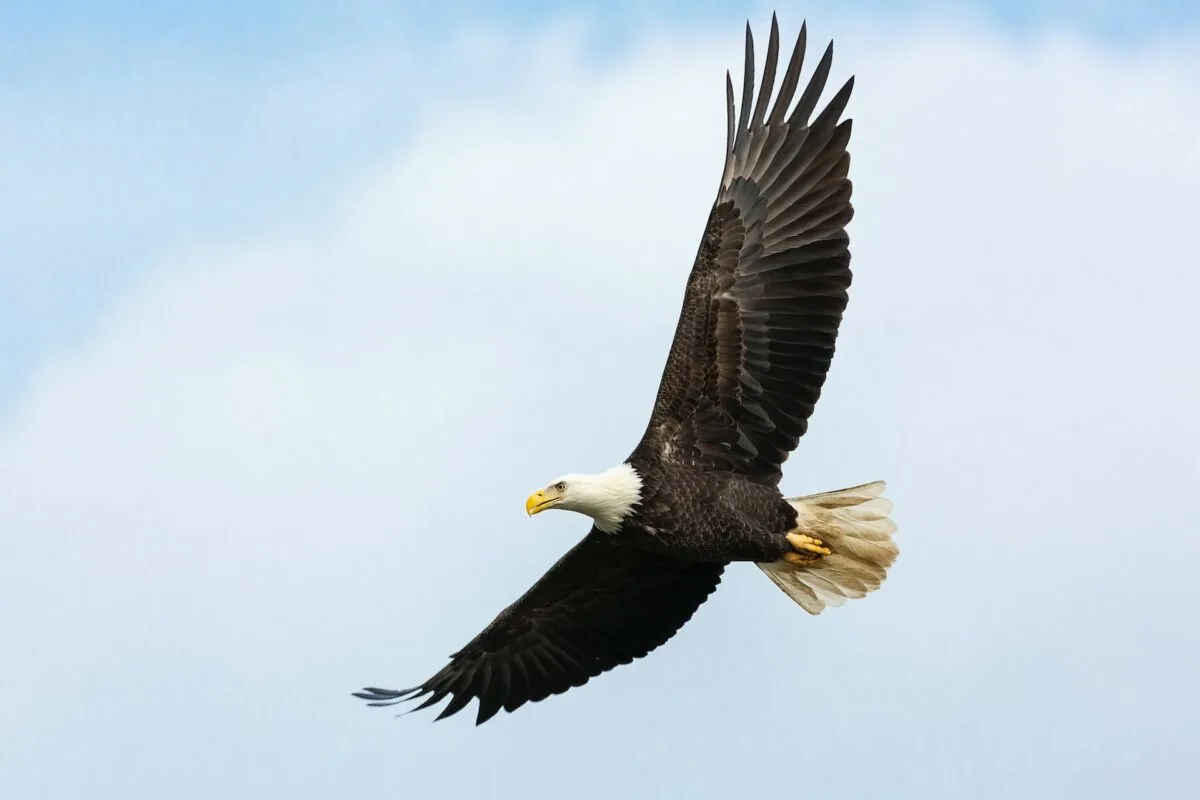 bald eagle