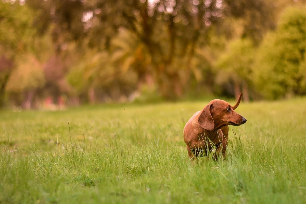 Miniature Dachshund