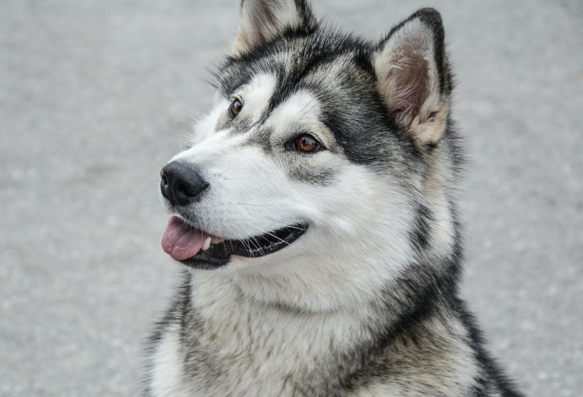 Alaskan Malamute 
