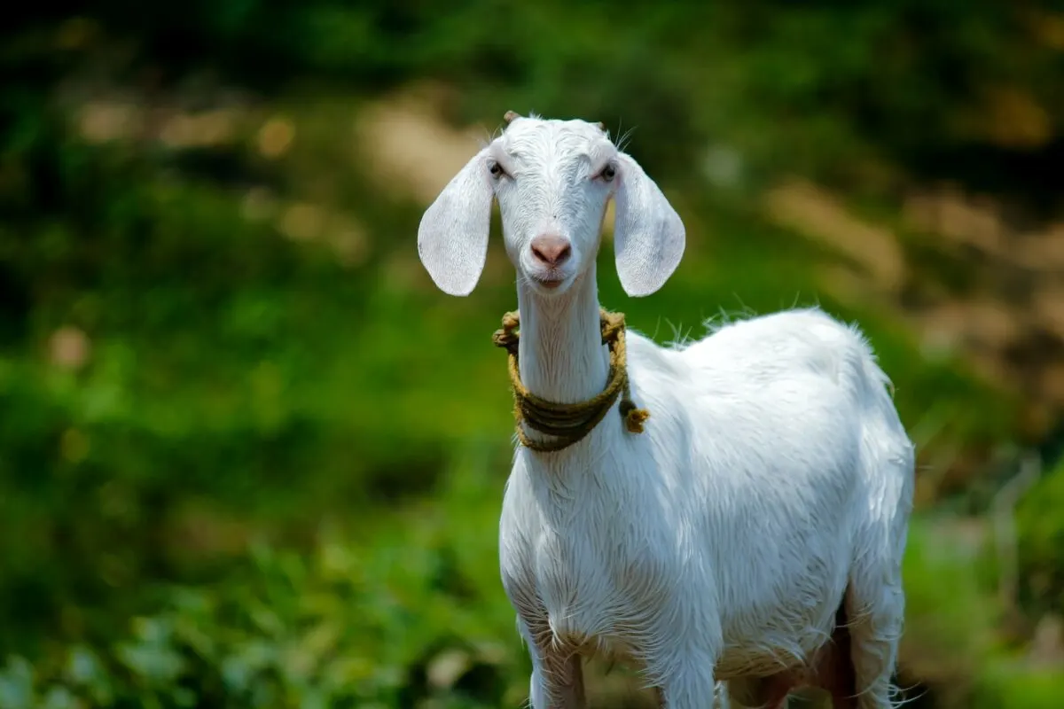 what sound does a goat make