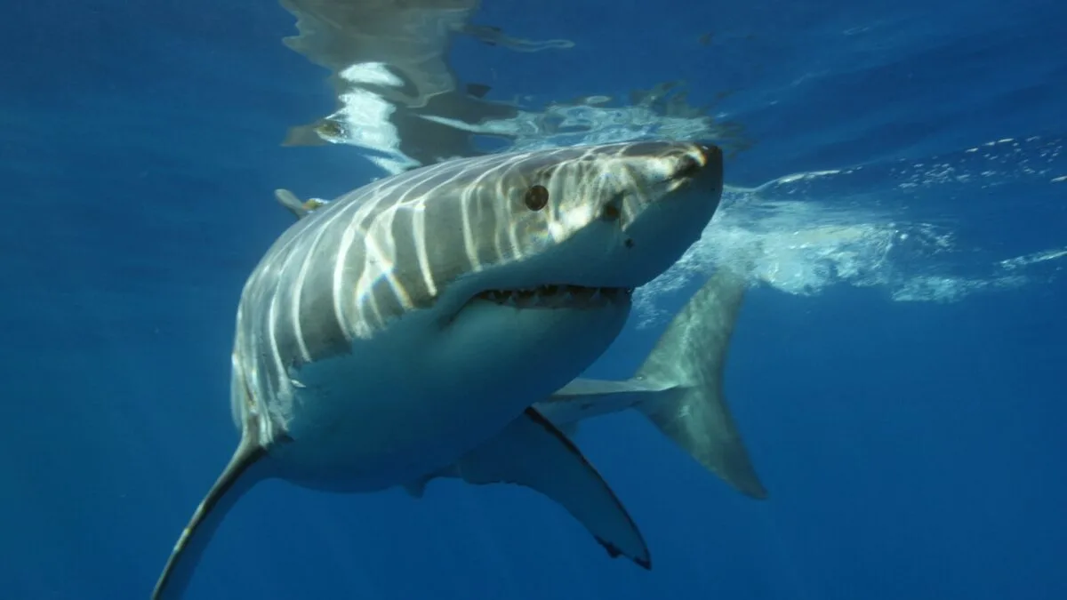 great white shark vs. tiger shark