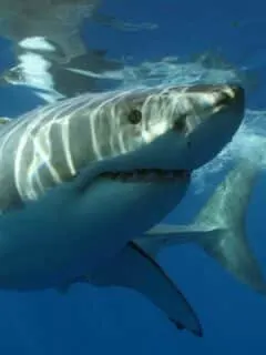great white shark vs. tiger shark