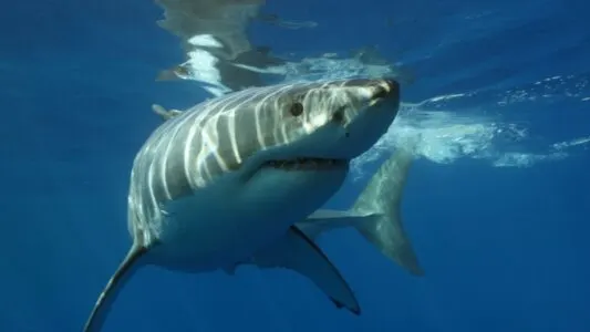 Watch a Great White Shark next to a surfer in California