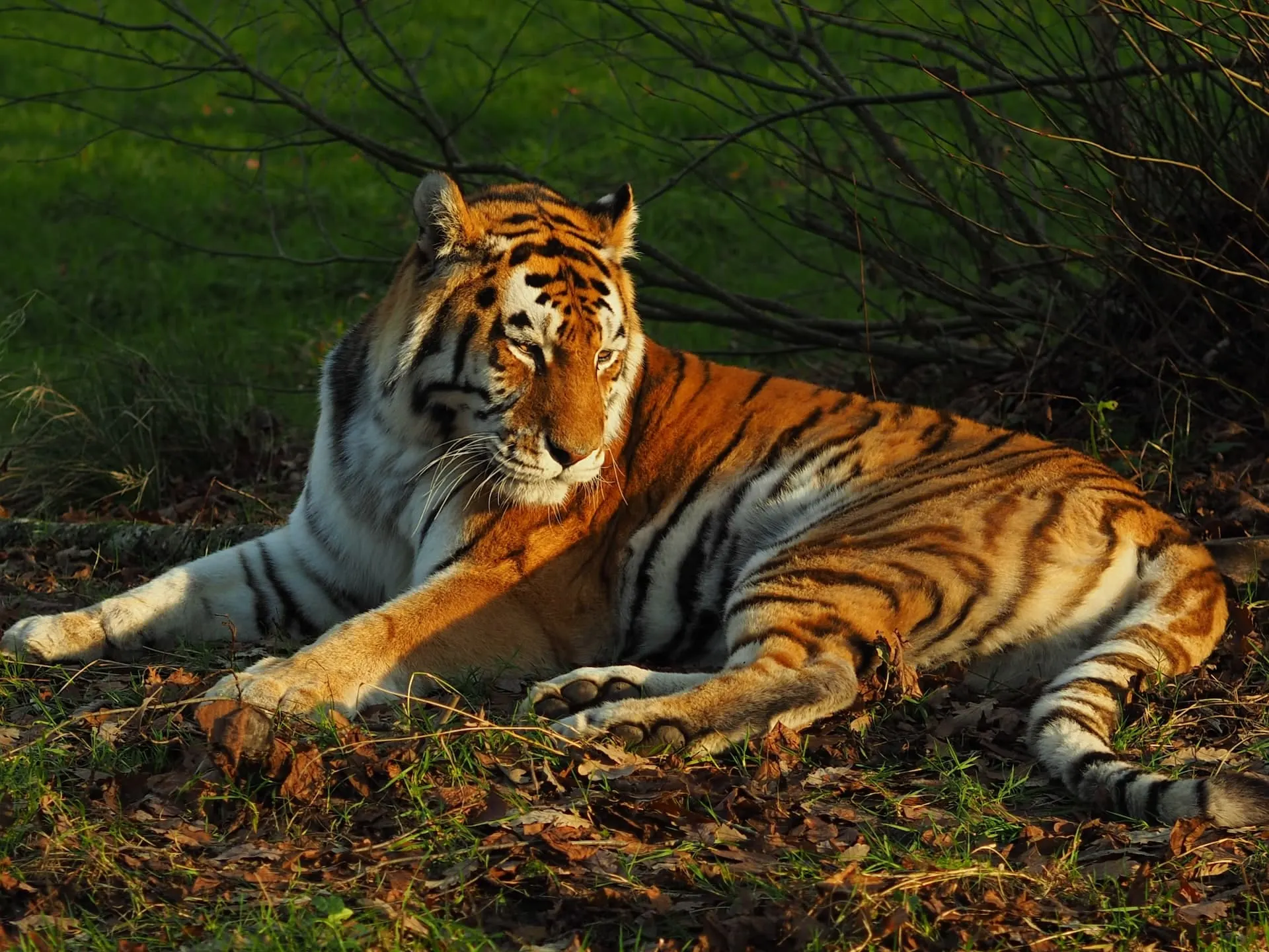 siberian tiger