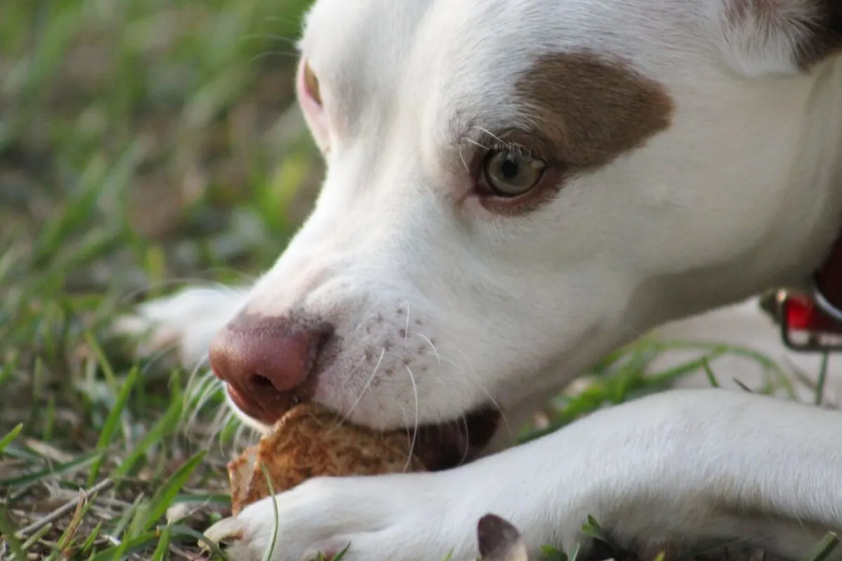 dog eating
