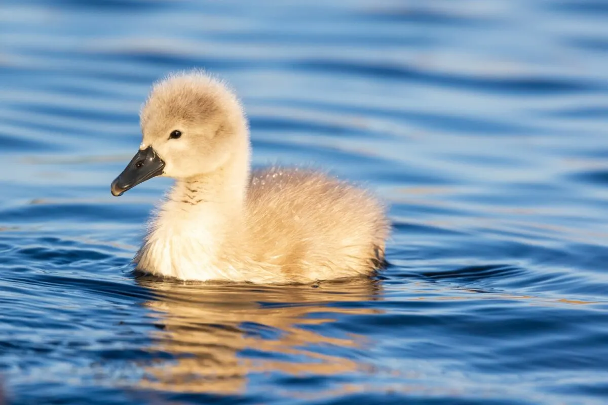 young swan