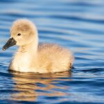 The Young Swan – A Bird's Journey