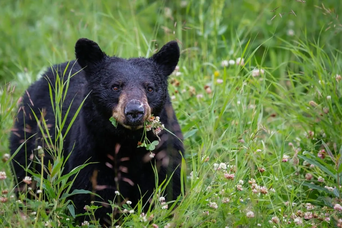 black bear