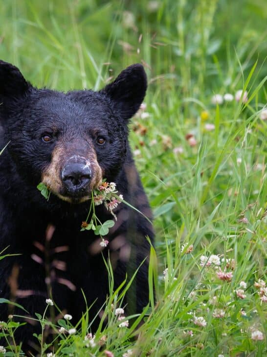 Explore Black Bear Habitats in Upstate New York