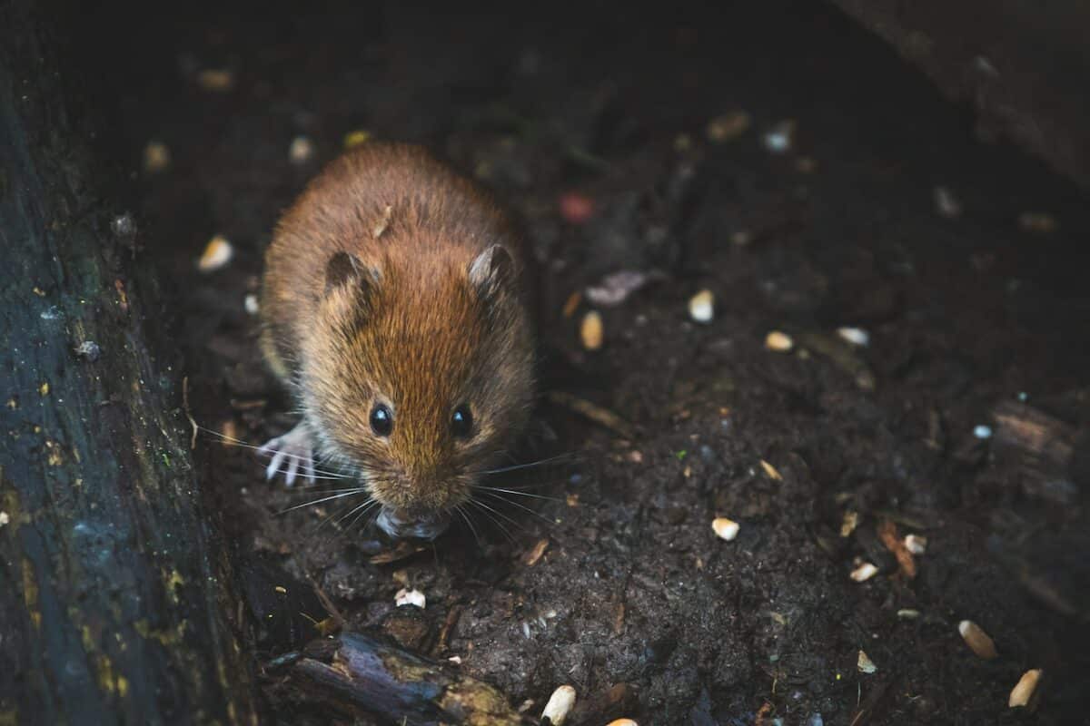 killing rats with salt