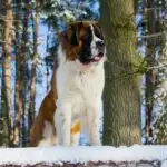 Dog Breeds That Begin With S