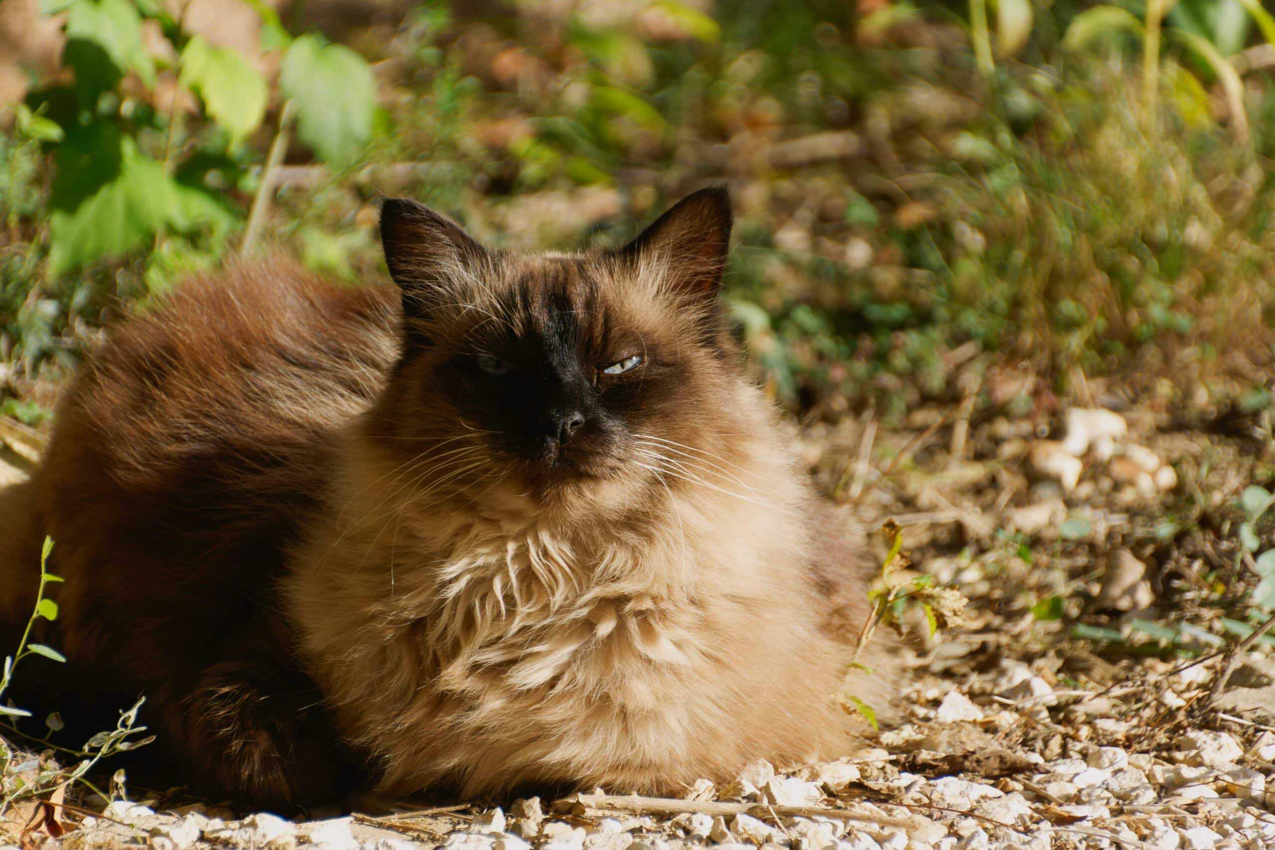 balinese cat