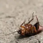 Early Signs Of Cockroach Pregnancy