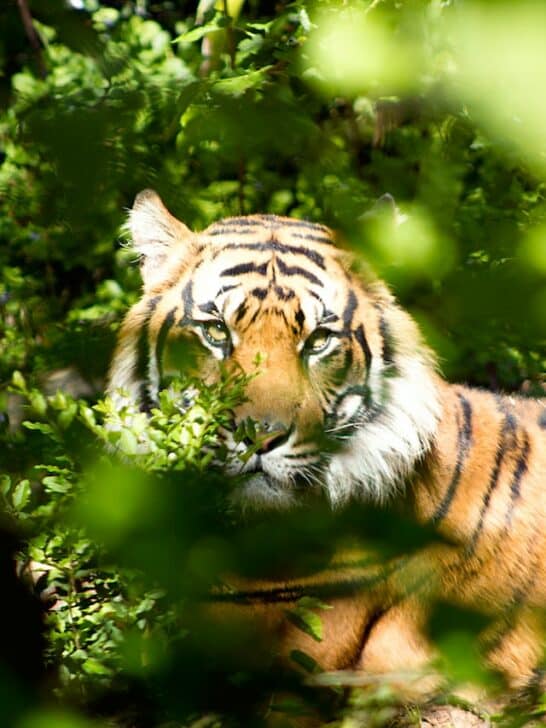 Siberian Tiger vs. African Lion