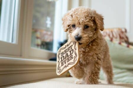 12 Dog Breeds That Form the Deepest Emotional Bonds with Their Owners