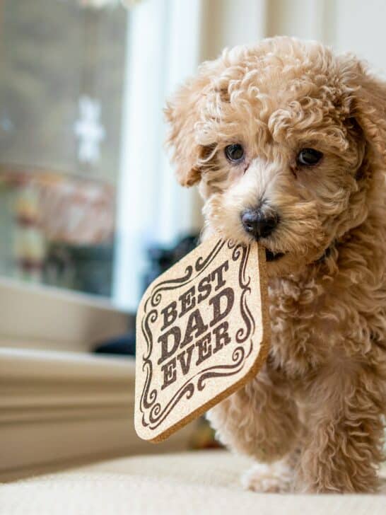 12 Dog Breeds That Form the Deepest Emotional Bonds with Their Owners
