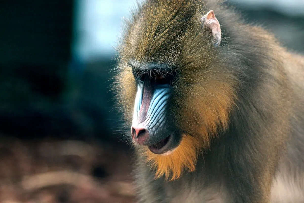 Mandrill