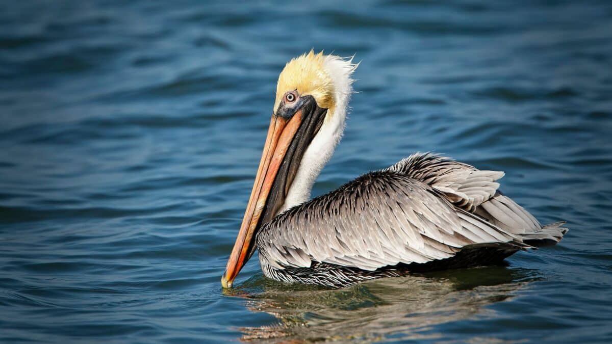 pelican - Biggest flock of migrating birds ever recorded