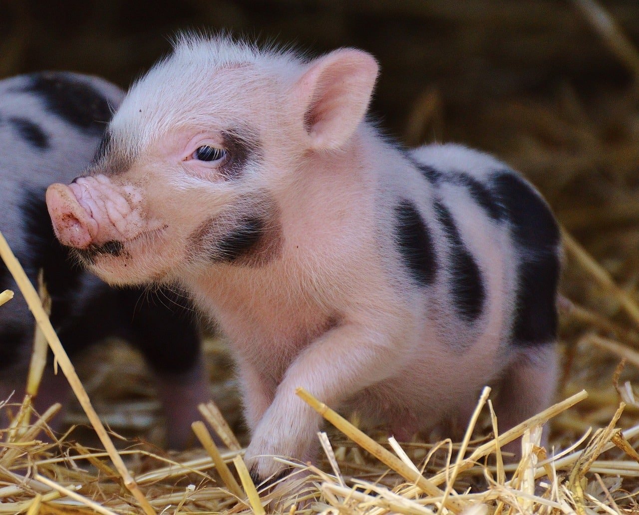 The Adorable World Of Baby Pigs
