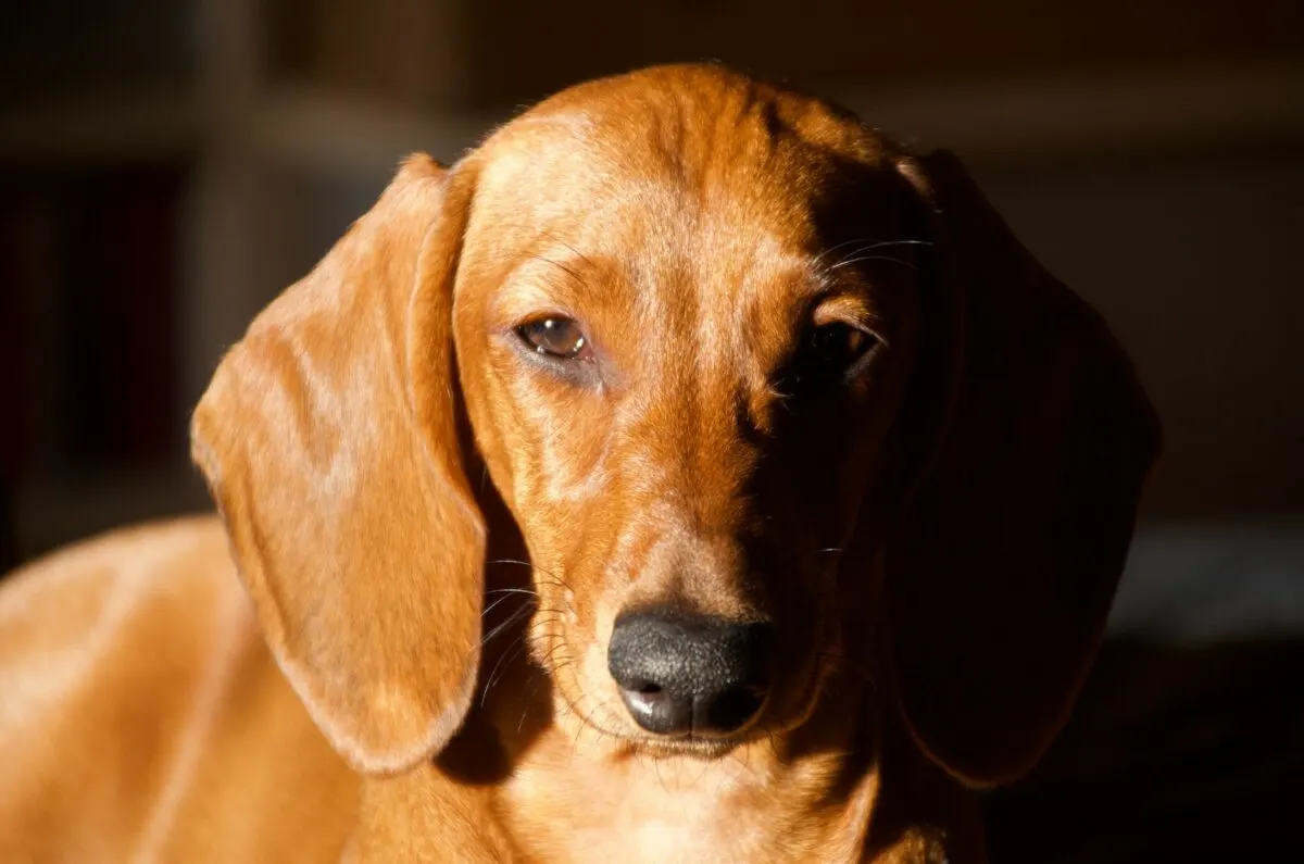 Miniature Dachshund